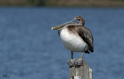 Pélican brun - Brown Pelican
