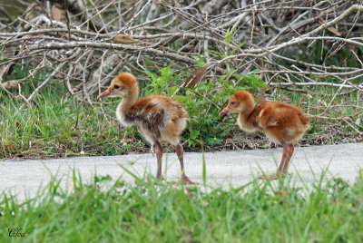 Grue du Canada - Sandhill Crane
