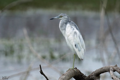 Aigrette bleue - Little blue heron (juvenile)