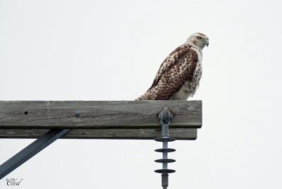 Buse à queue rousse (kriderii) - Red-tailed Hawk (kriderii)