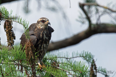 Milan des marais - Snail Kite