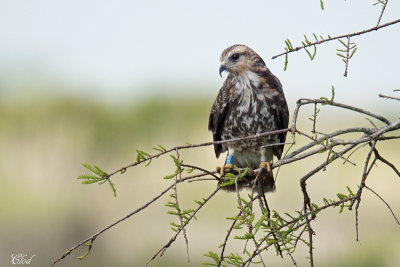 Milan des marais - Snail Kite
