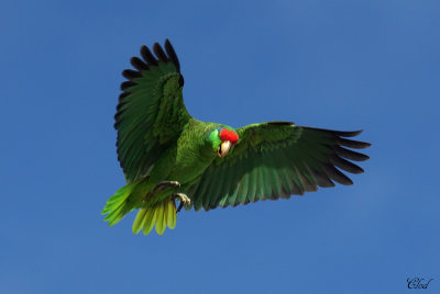 Amazone à joues vertes - Red-Crowned Amazon
