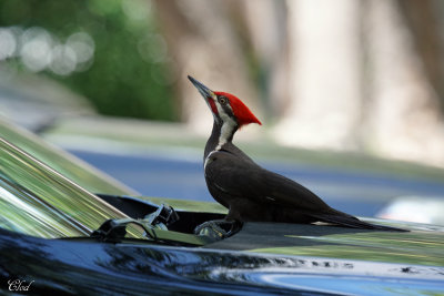 Grand Pic - Pileated woodpecker