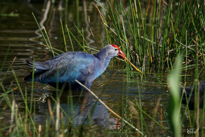 Talève à tête grise - Grey-headed Swamphen