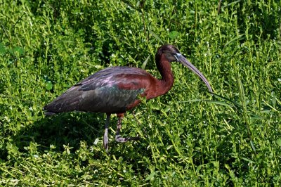 Ibis falcinelle - Scarlet Ibis