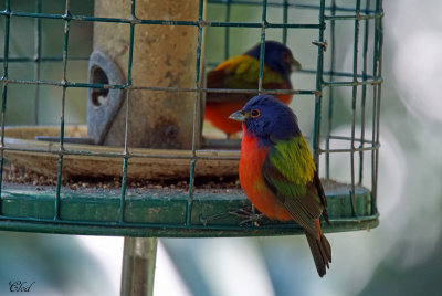 Passerin nonpareil - Painted bunting