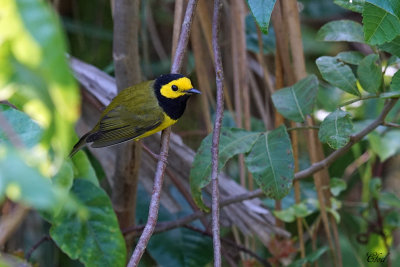 Paruline à capuchon - Hooded warbler
