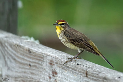 Paruline à couronne rousse - Palm warbler