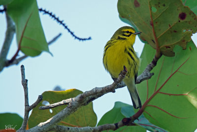 Paruline des prés - Prairie warbler