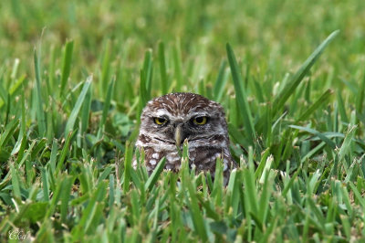 Chevêche des terriers - Burrowing owl