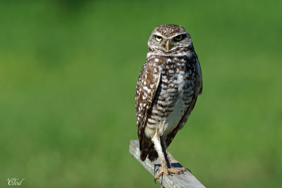 Chevêche des terriers - Burrowing owl