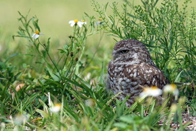 Chevêche des terriers - Burrowing owl