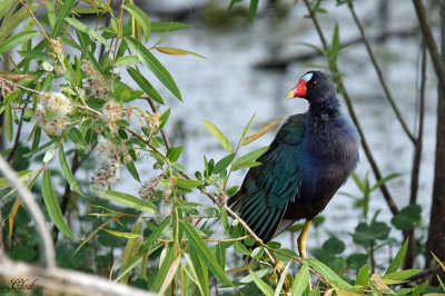 Talève violacée - Purple gallinule