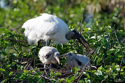 Tantales d'Amérique - Wood stork