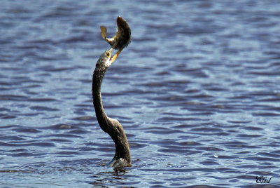 Anhinga d'Amérique - Anhinga