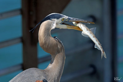 Grand héron - Great blue heron
