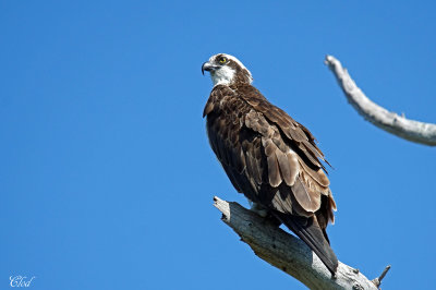Balbuzard - Osprey
