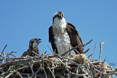 Balbuzard - Osprey