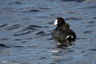 Foulque d'Amérique - American Coot