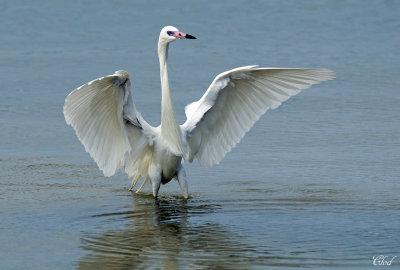 Aigrette roussâtre (Morphe blanche) - Reddish Egret (White Morph)