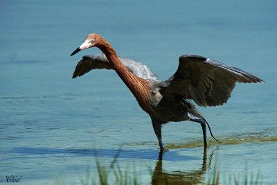 Aigrette roussâtre - Reddish Egret