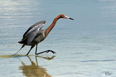 Aigrette roussâtre - Reddish Egret