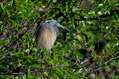 Aigrette tricolore - Tricolored heron