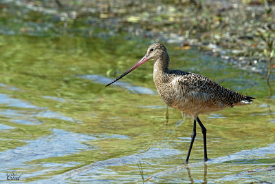 Barge marbrée - Marble Godwit