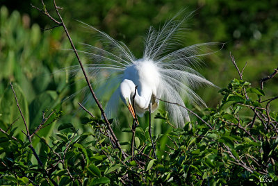 Grande aigrette - Great Egret