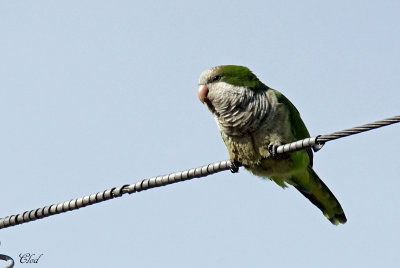 Perruche veuve - Monk Parakeet