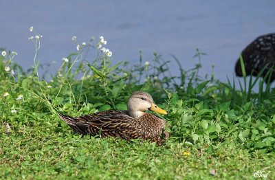 Canard brun - Mottled duck