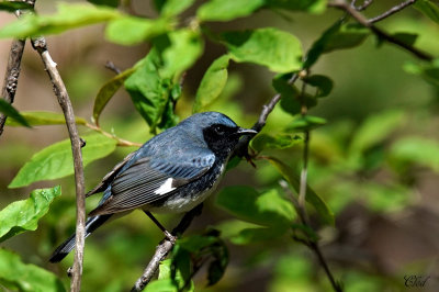 Paruline bleue - Black-throated blue warbler