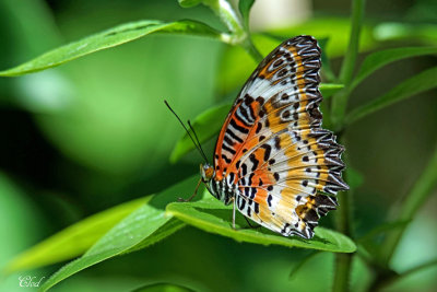 Papillon - Butterfly