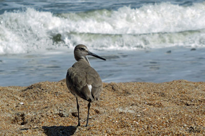 Chevalier semipalmé - Willet
