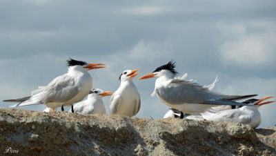 Sterne royale -Royal Tern