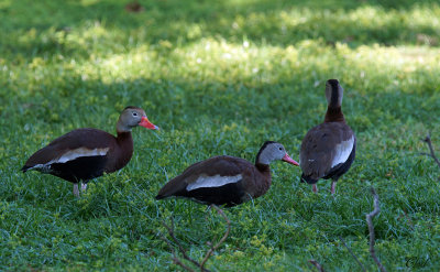 Dendrocygne à ventre noir - Black-bellied Whistling-duck