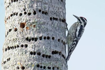 Pic maculé - Yellow-bellied sapsucker