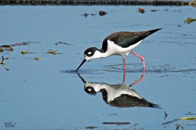 Échasse d'Amérique - Black-necked Stilt