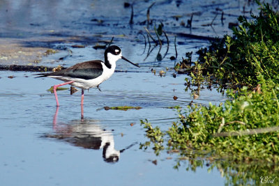 Échasse d'Amérique - Black-necked Stilt
