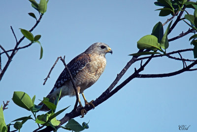 Buse à épaulettes - Red-shouldered Hawk