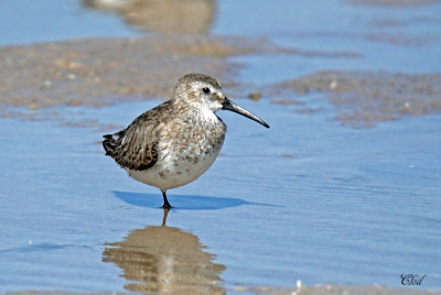 Bécasseau variable - Dunlin