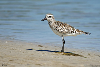 Pluvier argenté - Black-bellied Plover
