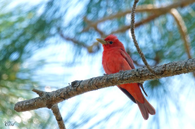 Piranga vermillon - Summer Tanager