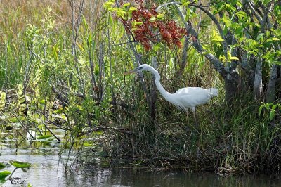 Grand héron (morphe blanc) - Great blue heron (White morph)