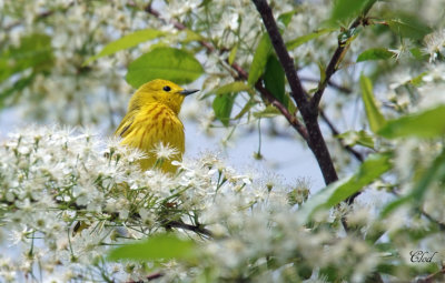 Paruline jaune - Yellow warbler