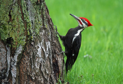Grand-pic - Pileated woodpecker