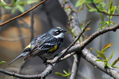 Paruline  croupion jaune - Yellow-rumped warbler