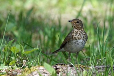 Grive  dos olive - Swainson's thrush