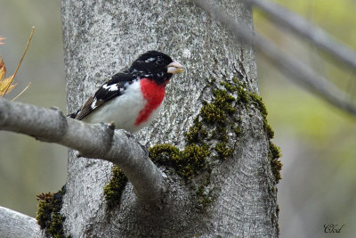 Cardinal  poitrine rose - Rose-breasted Grosbeak